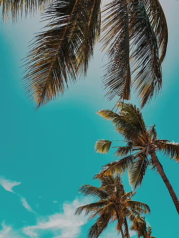 palm trees, low angle photo, tropical blue sky, summer essence, clear sky, daytime photo, swaying palm trees, tropical scene, beach vibe, vacation atmosphere, nature photography