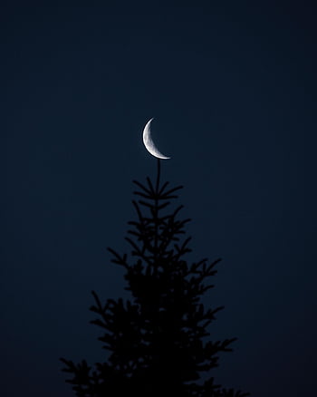 moon, tree, forest, night, view, nature, sky, stars, full Moon, universe, dark