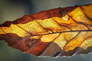 leaf, cells, disintegration, compost, old, broken, autumn Leaves, sloping, decomposition, fall, multicoloured