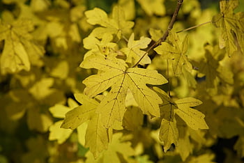 leaves, foliage, tree, sunshine, field Maple, common Maple, autumn, fall, nature, autumn Leaves, yellow