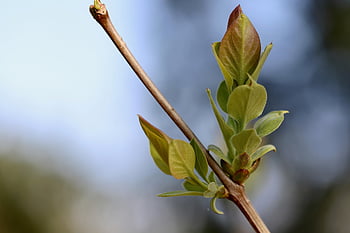 boy Shoots, cool Backgrounds, young Leaves, wallpaper Hd, sprouted, beautiful Wallpaper, spring, laptop Wallpaper, mac Wallpaper, branch, desktop Backgrounds