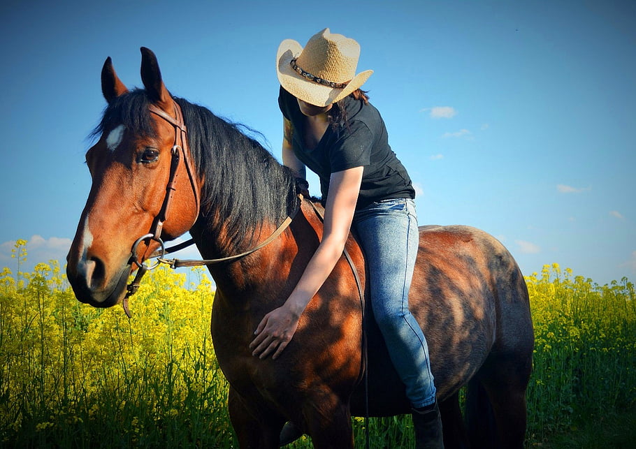 horse, woman, horseback Riding, field, girl, horse Riding, equine, animal, ride, nature, horsewoman