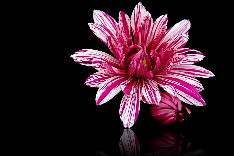 chrysanthemum, beautiful Wallpaper, cool Backgrounds, laptop Wallpaper, free Wallpaper, nature, mac Wallpaper, flower, wallpaper Hd, Wallpaper 1920x1080, bloom