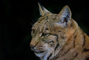 Eurasischer Luchs, Luchs, Europäischer Luchs, wilde Katze, katzenartig, Säugetier, Jäger, Raubtier, Fleischfresser, große Katze, Natur