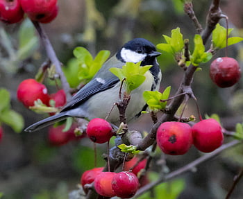 skvělá sýkorka, malý pták, zahradní pták, zahrada, větev, větvička, peří, Pírko, Příroda, greattit, pták