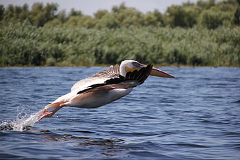 uccello, pellicano, Danubio, acqua, fiume, riflessione, natura, barca, riflessi, pesca, estate