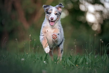 australský pastýř, Austrálie, zvíře, příteli, domácí zvíře, Pes, štěně, pooch, roztomilý