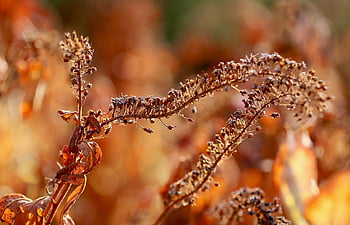 dry Plant, faded, dried, fall, nature, dry, close Up, dried Up, autumn Color, autumn Colors
