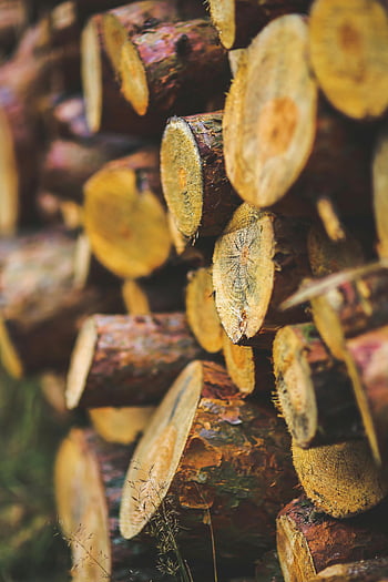 wood for winter, stacked firewood, natural wood textures, close-up firewood, winter woodpile, firewood logs, woodpile textures, stacked logs, firewood close-up, winter preparation, natural woodpile