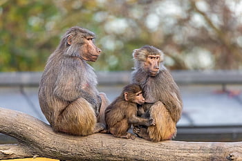 ape, animal, zoo, wildlife, primate, nature, monkey, baboon, family, baby