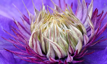 clematis, latar belakang bunga, bunga, ungu, mekar, bunga-bunga indah, berkembang, alam, wallpaper bunga, tanaman pemanjat, flora