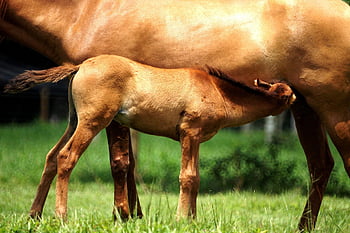 horses, colt, animal, mammal, mare, nature, baby Horse, young Horse, feeding, equine