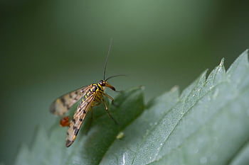 scorpion Fly, insect, entomology, fly, nature, leaf, macro