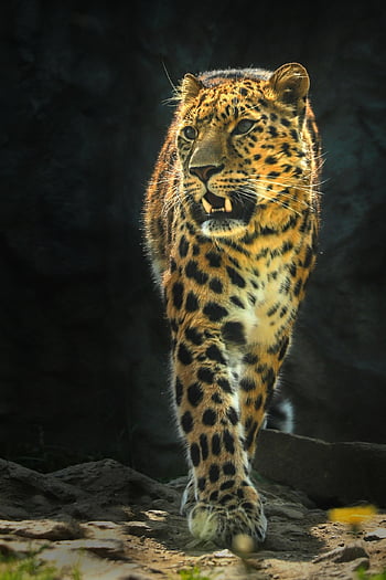 leopard, zvíře, savec, Příroda, Kočkovitý, bestie