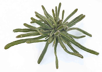 rattail, cactus, plant, thorns, succulent, spines, prickly, nature, closeup, rat Tail, canyon