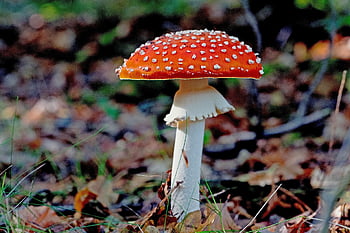 mushroom, fungal Science, plant, fall, nature, forest, toadstool