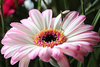 buket blomster, blomst tapet, gerbera, hvid, smukke blomster, lyserød, glædelig Mors Dag, lyse, flok blomster, Fødselsdato, blomst