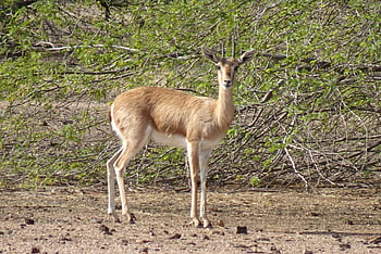 chinkara, gazella Bennettii, indian Gazelle, ravine Deer, animal, wildlife, nature, wild, mammal, male, horns