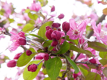 embellishment, blossom, bloom, ornamental Apple Blossom, bud, branch, pink, colorful, beauty, natural Reserve, environmental Protection