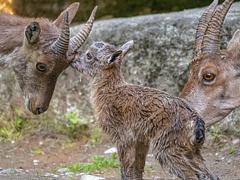 ibexes, capricorn Kitz, cub, capricorn Baby, capricorn Mother, born, mammal, capricorn Mother And Child, capricorn Family, wildlife, cute