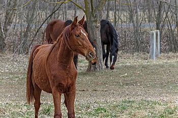 horse, colt, animal, nature, foal, mare, equine, mammal, vertebrate, brown Horse