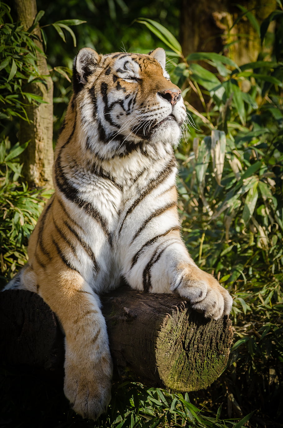 tygr, zoo, Německo, zvíře, kočka, Kočkovitý, sibiřský, panthera, dravec, masožravec, log