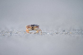 krab, strand, zand, schelpdier, klauw, natuur, schaaldier, oceaan, dier, kust-, schepsel