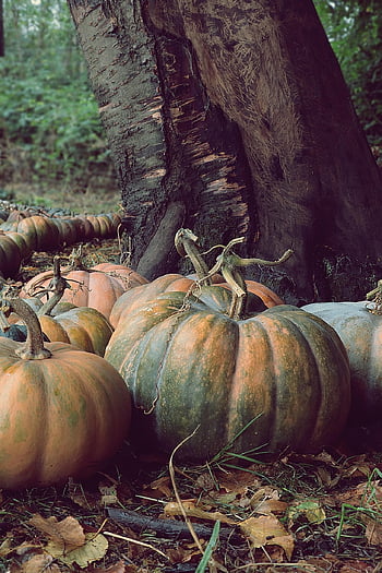 pumpkin, vegetables, harvest, squash, produce, food, healthy, countryside, nature