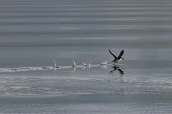 puffin, pták, moře, let, zvíře, Příroda, volně žijících živočichů