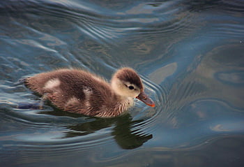 duck, mallard, lake, bird, animal, water Bird, nature, background, waterfowl