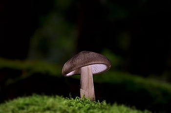 houba, disk houba, les, mech, lesní podlaha, podzim, Příroda, věda o houbách, zblízka