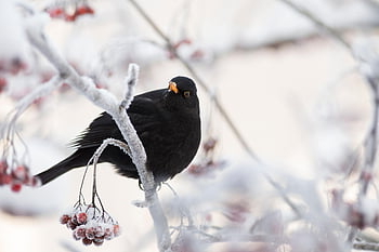 黒い鳥、 鳥、 とまる、 止まった鳥、 黒い羽、 羽毛、 雪が多い、 霜、 冬、 自然、 アベニュー