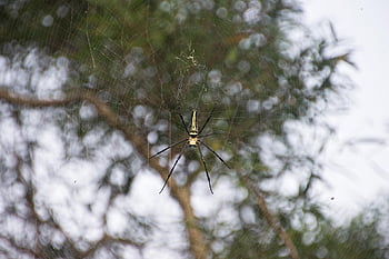 spider, arachnid, spider Web, cobweb, web, orb, weaver, insect, bug, arachnophobia, nature