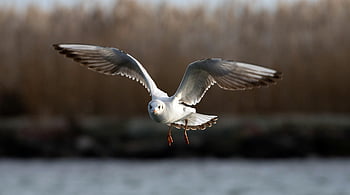 seagull, bird, flying, animal, gull, seabird, wings, feathers, plumage, wildlife, flight