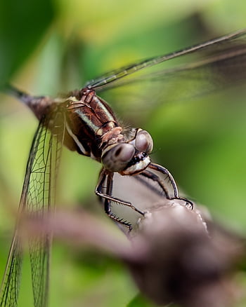 szitakötő, rovar, makró, szárnyak, szitakötő szárnyak, szárnyas rovar, anisoptera, Odonata, fauna, állati világ, makrófotózás