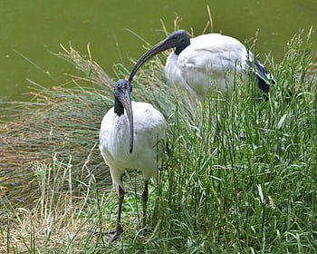 ibis z czarną głową, Natura, ptaki, Bank, orientalny biały ibis, ptak brodzący, wodny ptak, Zwierząt, dzikiej przyrody, rzeka, jezioro
