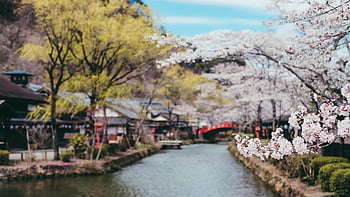 japan, sakura, flowers, town, cherry Blossoms, sakura Tree, sakura Flowers, bloom, blossom, river, bridge