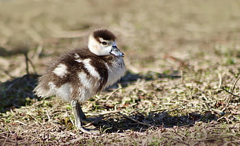 chick, nilganskin, egyptian Goose, offspring, water Bird, fluffy, fluff, nature, bird, wildlife, animal