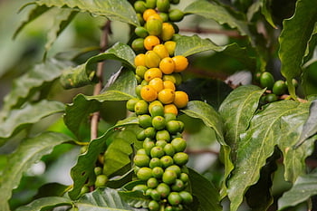 plant, bush, branch, grain, maturation, nature, coffee, coffee Tree, plantation, guatemala