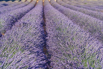 lavender, lavender Field, flower, flower Wallpaper, purple, lavender Cultivation, nature, flower Background, summer, beautiful Flowers, blossoms