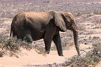 elefante, naturaleza, África, animal, paquidermo, salvaje, colmillos, Namibia, grande