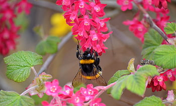 bumblebee, insect, blooms, spring, ornamental Shrub, pollination, nectar, decorative Currant, nature, bee, blood Currant