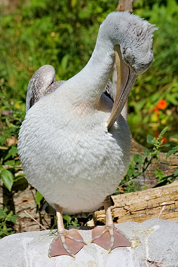 pelican, bird, aqueous, animal, feather, nature, beak, cleaning, the Hymen, good