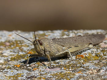 orthoptera, saranče, detail, hmyz, složené oči, humr