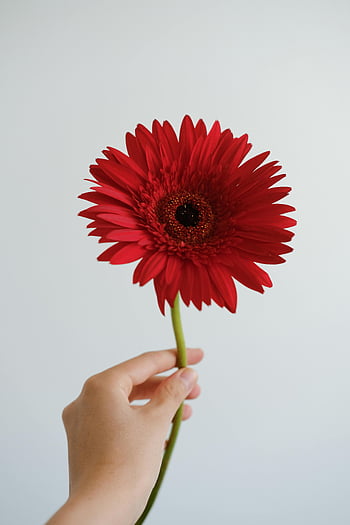 hand holding red gerbera, vibrant red gerbera daisy, close-up hand, clean white background, red flower, gerbera flower, isolated flower, hand holding flower, red gerbera, white background, close-up flower