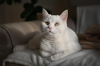 cat, pet, feline, animal, nature, fur, kitty, domestic, domestic Cat, cat Portrait, animal World