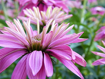 coneflower, flower, plant, petals, echinacea, blossom, bloom, flora, summer, ornamental Plant, garden Plant