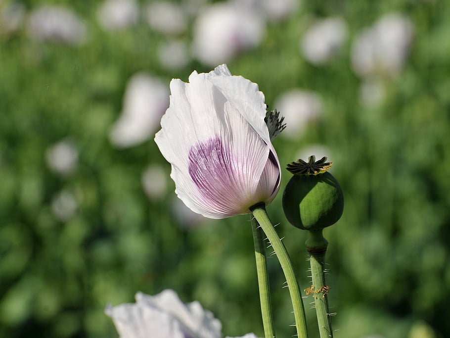 poppy, bud, beautiful Flowers, flower Wallpaper, white Flower, white Poppy, flower, flower Background, flower Bud, bloom, blossom