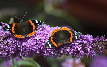 mariposas, flor, insectos, alas de mariposa, mariposa púrpura, floración, ala, naturaleza, papel tapiz de flores, fondo de flores, Buddleia