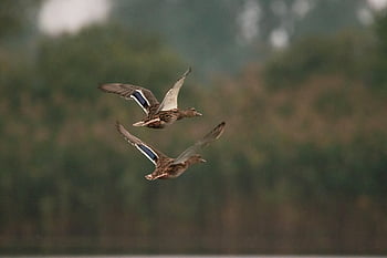 ducks, birds, flight, pair, pair Of Ducks, pair Of Birds, flying Birds, flying Ducks, fly, waterfowl, water Birds